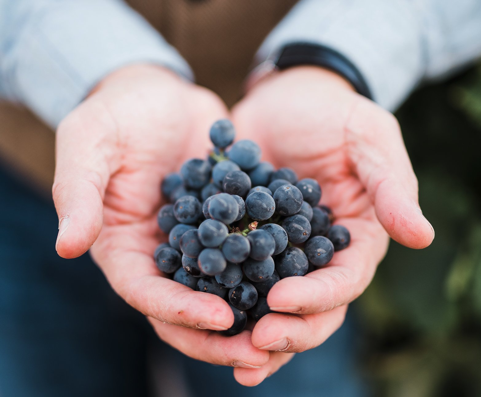 Cupped hands presenting a cluster of dark wine grapes